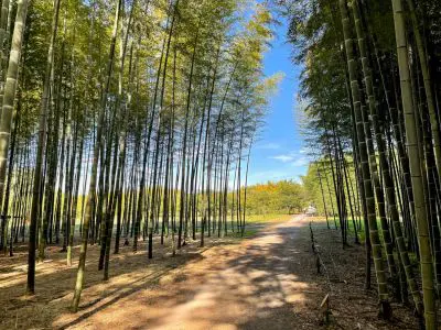 椎名林檎様が名誉店長のタワーレコード新宿店に行ってみた！ | Ariill